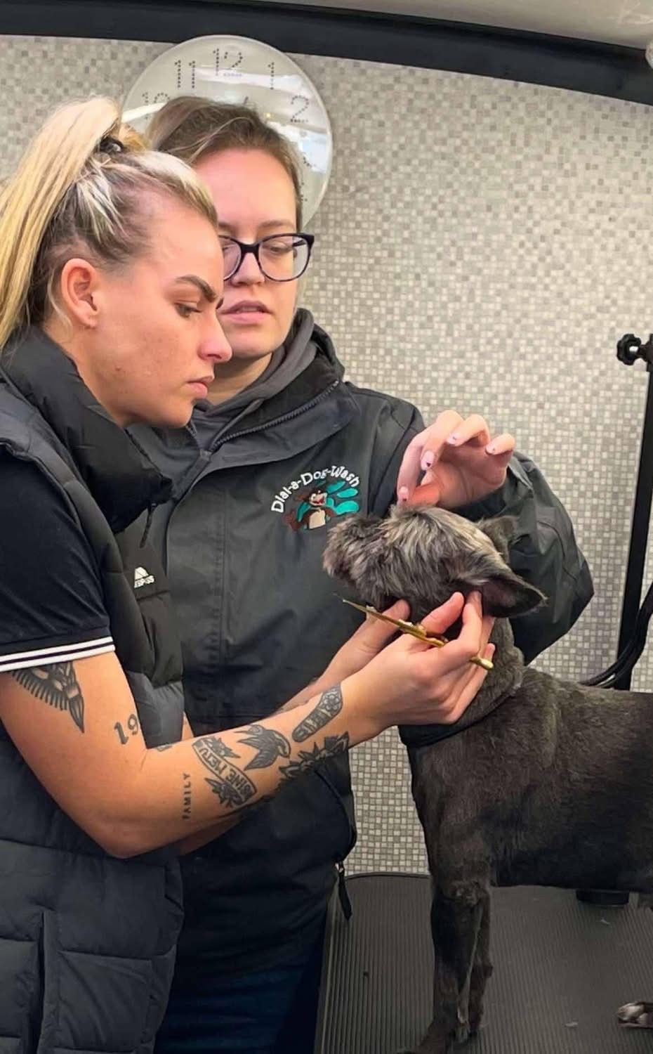 Dial A Dog Wash Training Instructor Tasha Tasha - Trainer