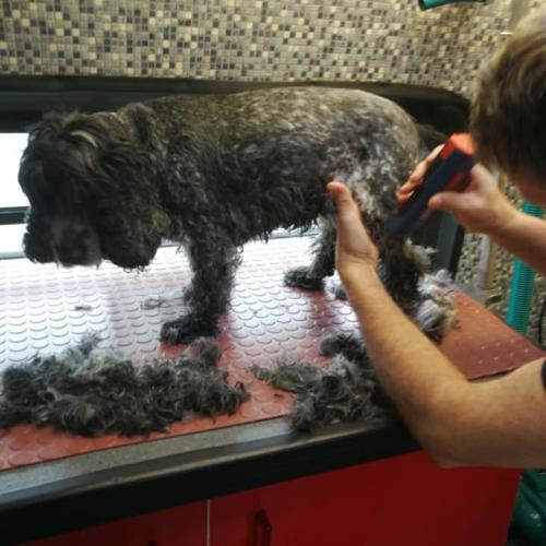 Dermot Butler | Dial A Dog Wash Roscommon, Longford and Westmeath