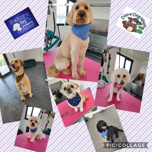 Louise Micklewright | Dial a Dog Wash Daisys Dog Grooming